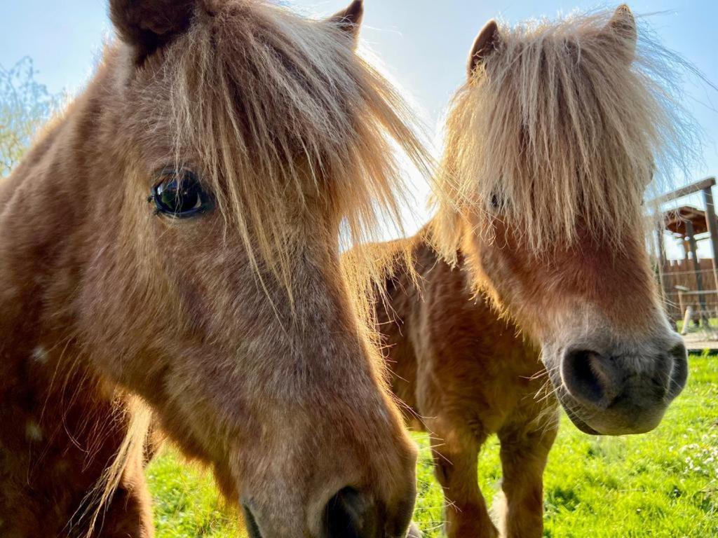 Hotel Weisse Muehle Breitenworbis Buitenkant foto