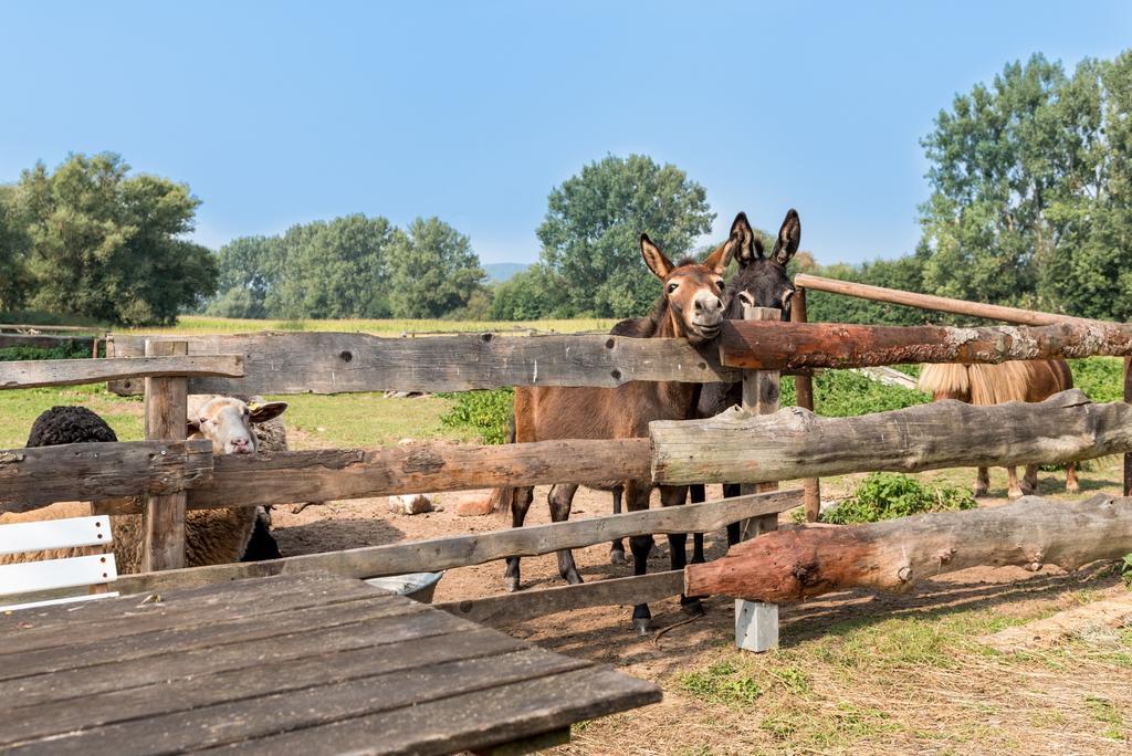 Hotel Weisse Muehle Breitenworbis Buitenkant foto